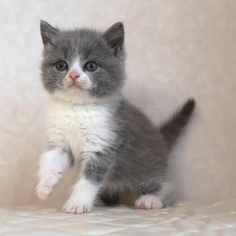 販売中の静岡県のブリティッシュショートヘア-134843