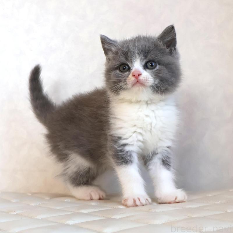 販売中の静岡県のブリティッシュショートヘア-134843の7枚目