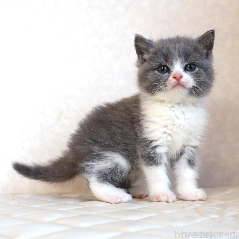 販売中の静岡県のブリティッシュショートヘア-134843の6枚目