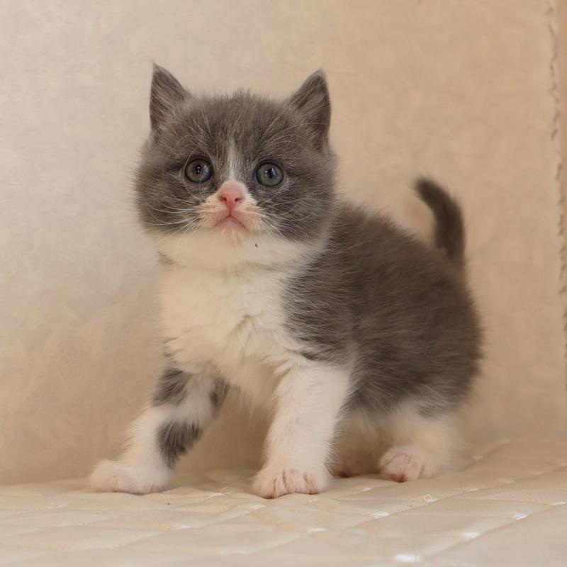 販売中の静岡県のブリティッシュショートヘア-134841の9枚目