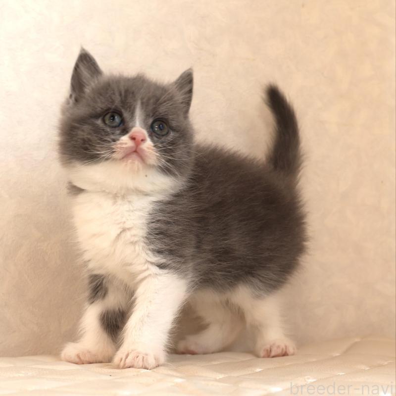 販売中の静岡県のブリティッシュショートヘア-134841の8枚目