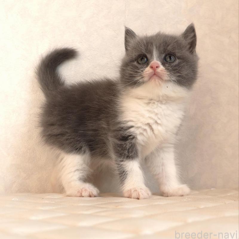 販売中の静岡県のブリティッシュショートヘア-134841の7枚目