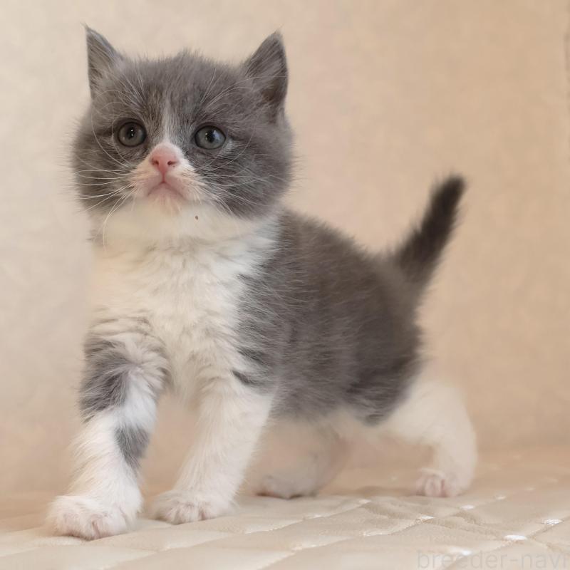 販売中の静岡県のブリティッシュショートヘア-134841