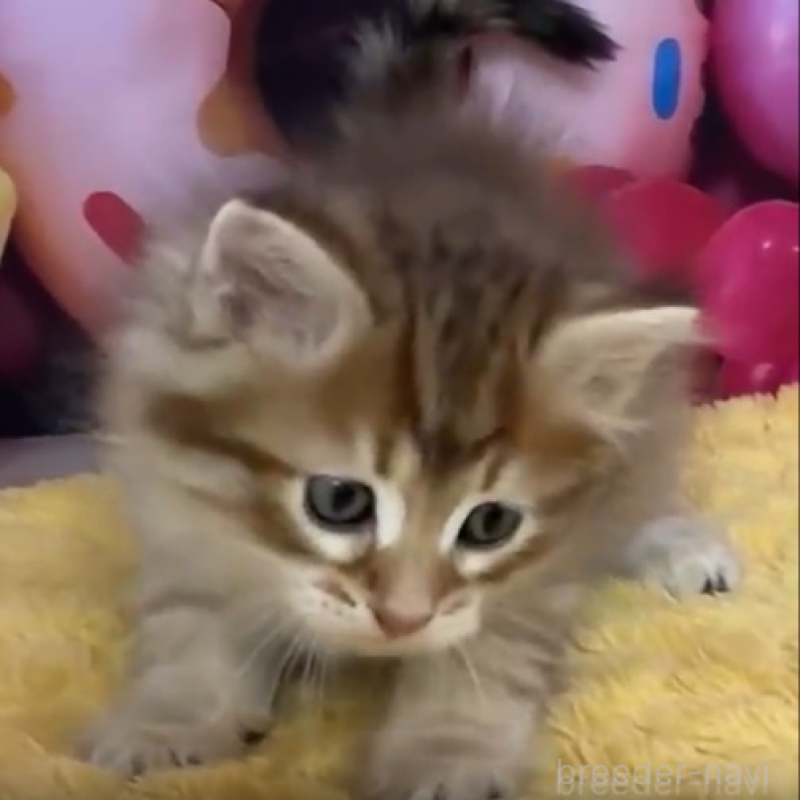 販売中の大阪府のサイベリアン-136449の1枚目