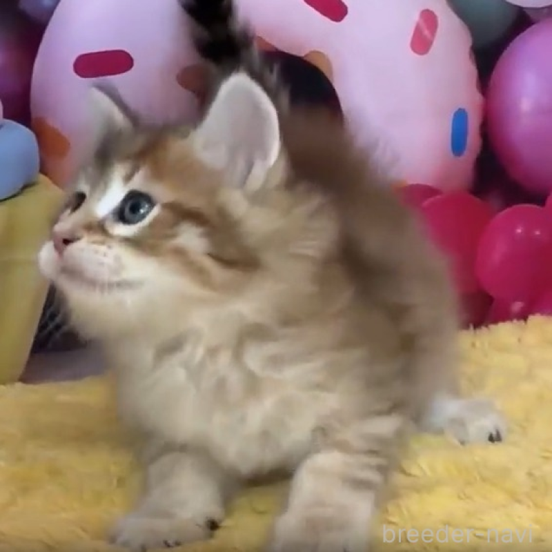 販売中の大阪府のサイベリアン-136449の2枚目