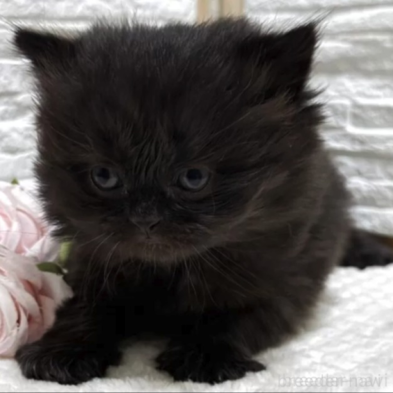 販売中の栃木県のブリティッシュロングヘア-136450