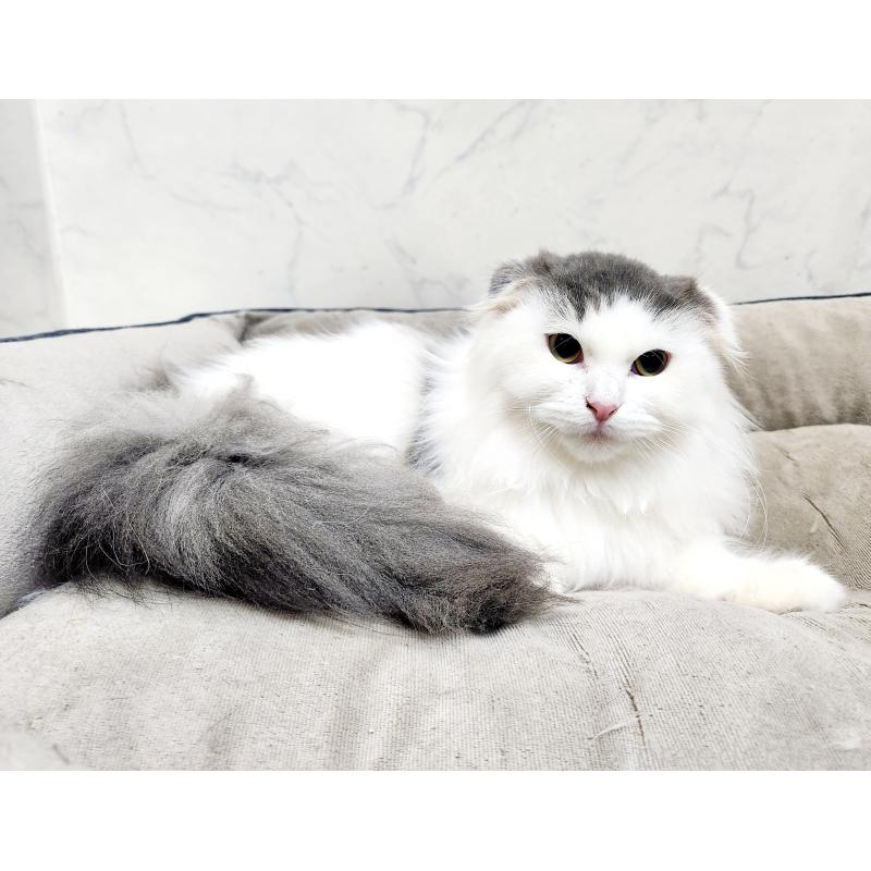 販売中の北海道のスコティッシュフォールド-129772の3枚目