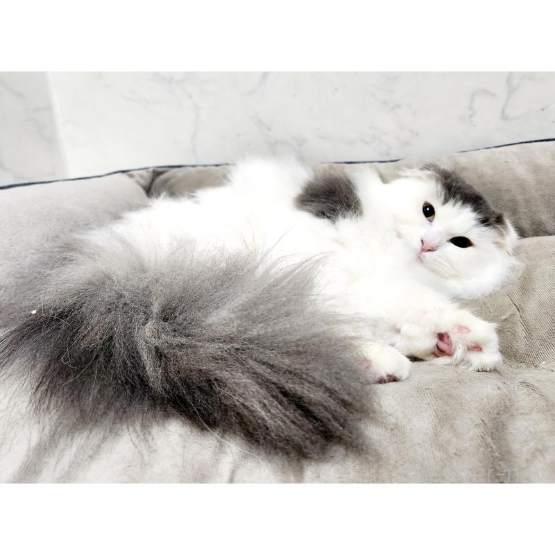 販売中の北海道のスコティッシュフォールド-129772の2枚目