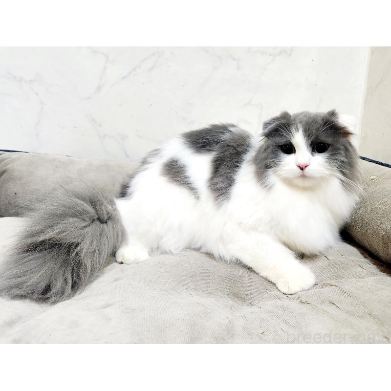 販売中の北海道のスコティッシュフォールド-129774の3枚目