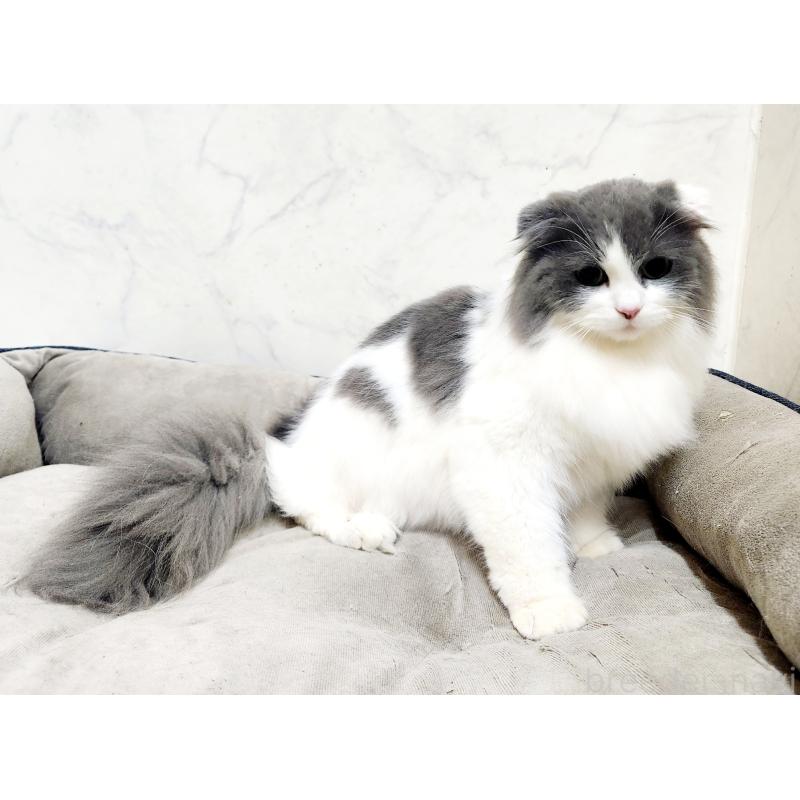 販売中の北海道のスコティッシュフォールド-129774の2枚目