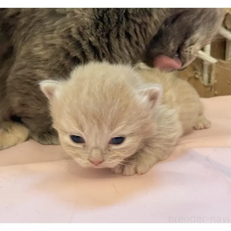 販売中の福岡県のマンチカン-136452の4枚目