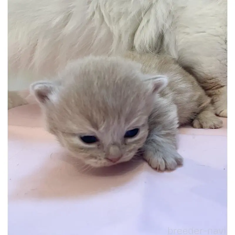 販売中の福岡県のマンチカン-136452の3枚目