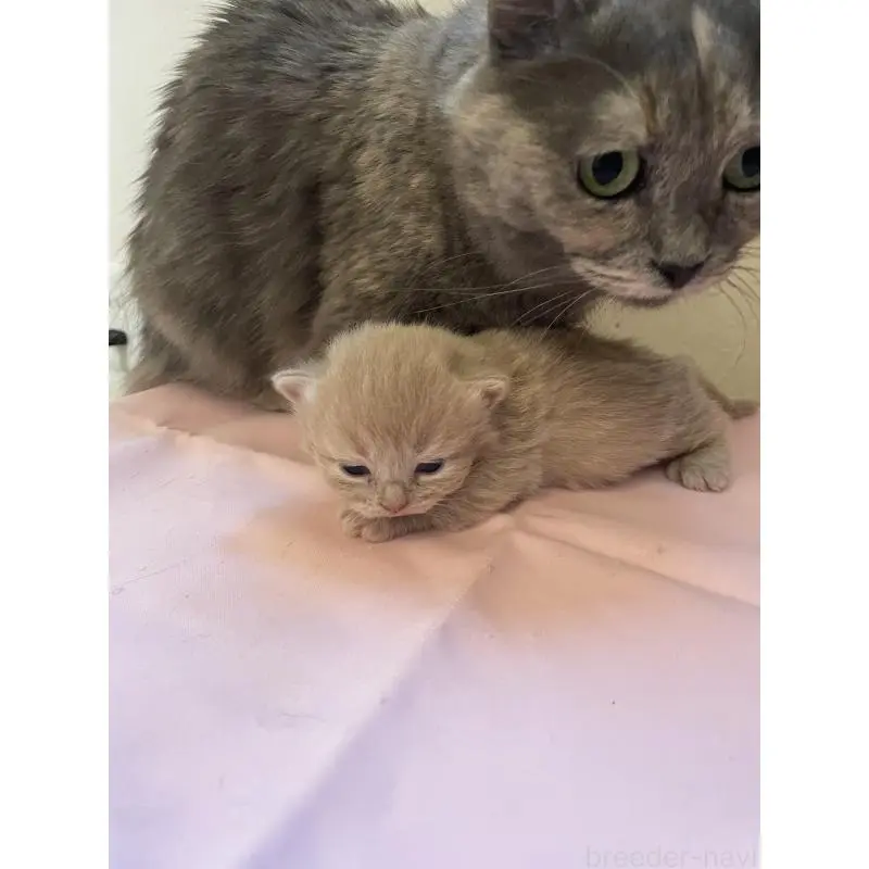 販売中の福岡県のマンチカン-136452の2枚目