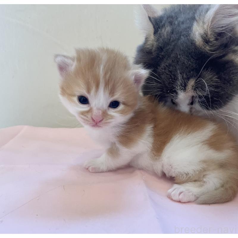 販売中の福岡県のマンチカン-136454の4枚目