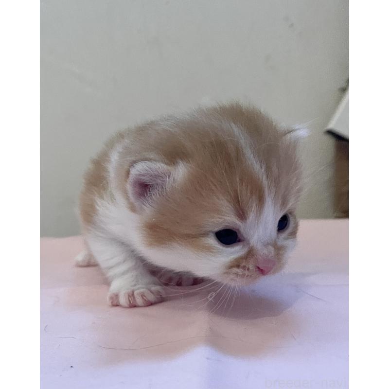 販売中の福岡県のマンチカン-136454の3枚目