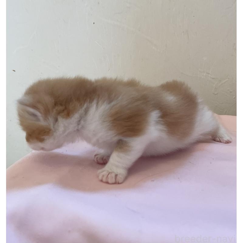 販売中の福岡県のマンチカン-136454の2枚目