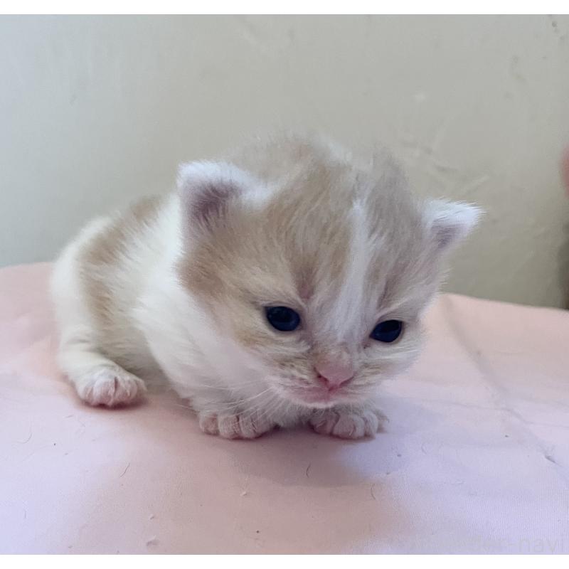 販売中の福岡県のマンチカン-136456の4枚目