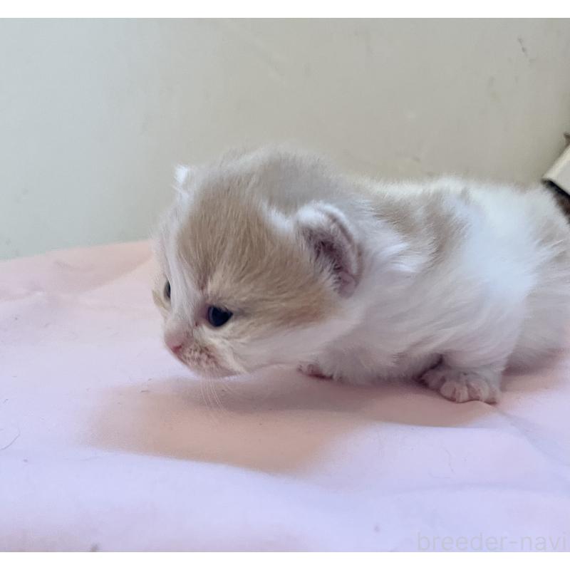 販売中の福岡県のマンチカン-136456の3枚目