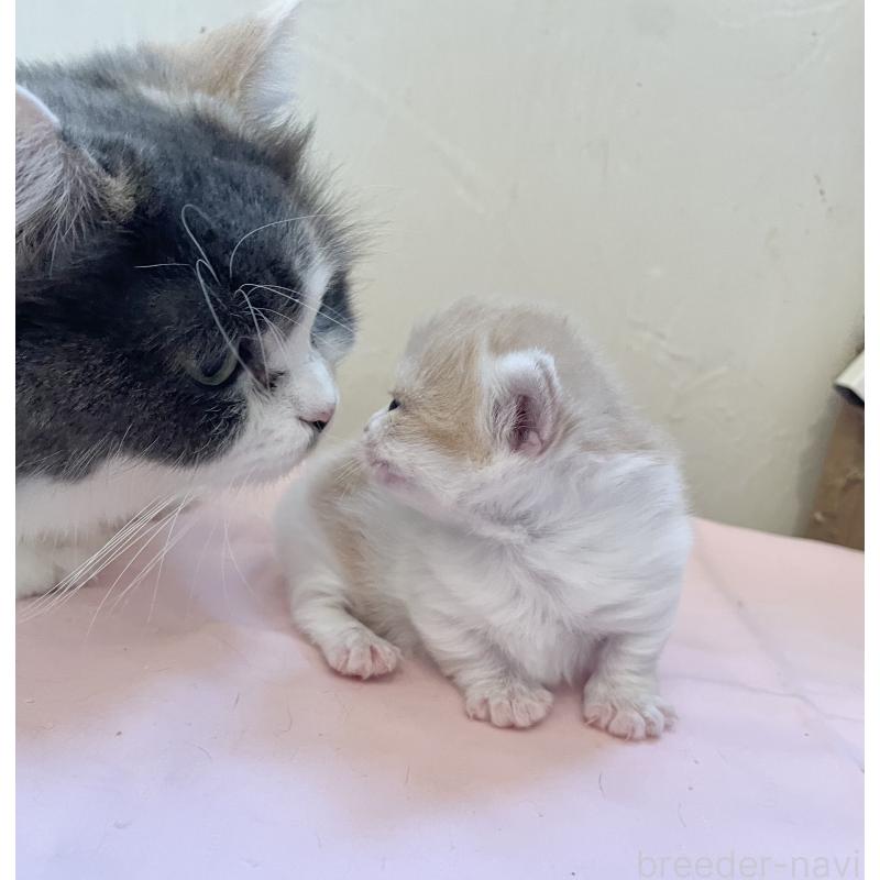 販売中の福岡県のマンチカン-136456の2枚目