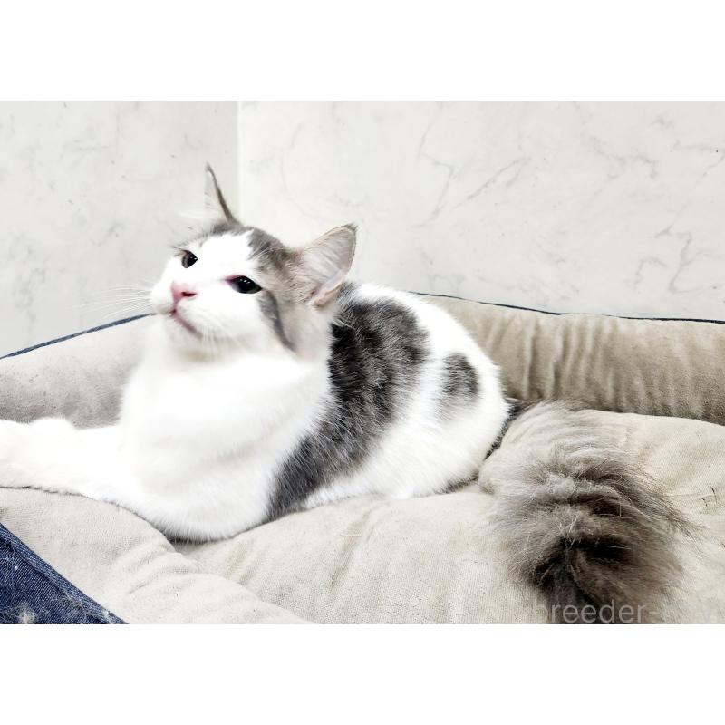 販売中の北海道のノルウェージャンフォレストキャット-136455の5枚目