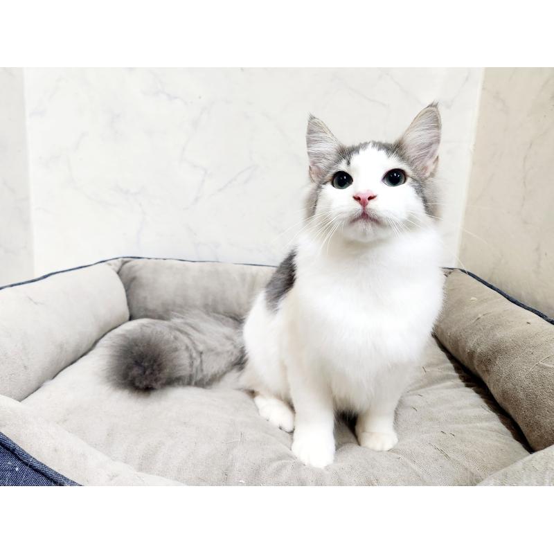 販売中の北海道のノルウェージャンフォレストキャット-136455の3枚目