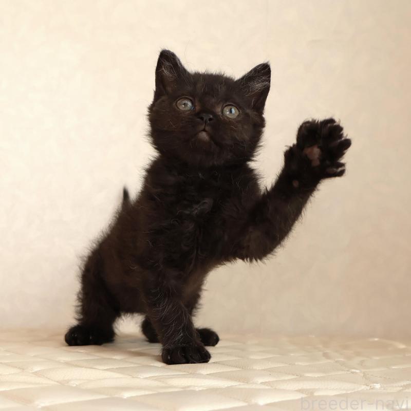 販売中の静岡県のセルカークレックス-134430の10枚目