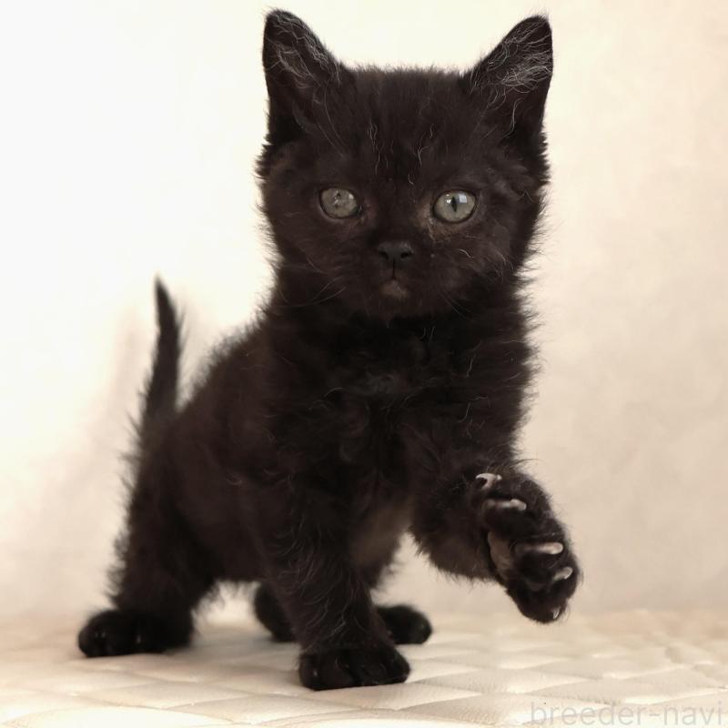 販売中の静岡県のセルカークレックス-134430の9枚目