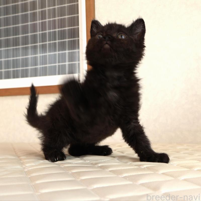 販売中の静岡県のセルカークレックス-134430の8枚目