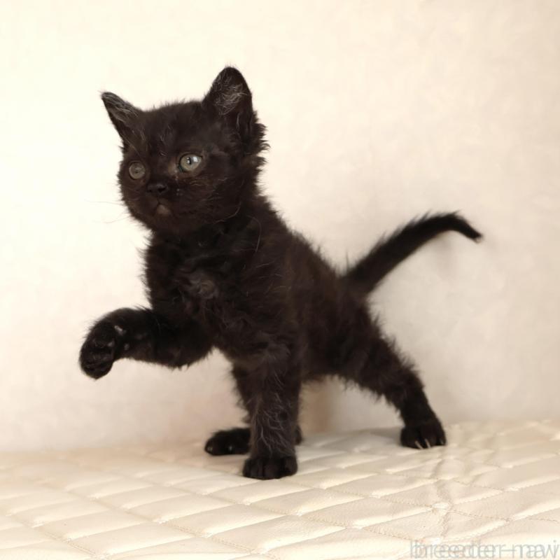 販売中の静岡県のセルカークレックス-134430の7枚目