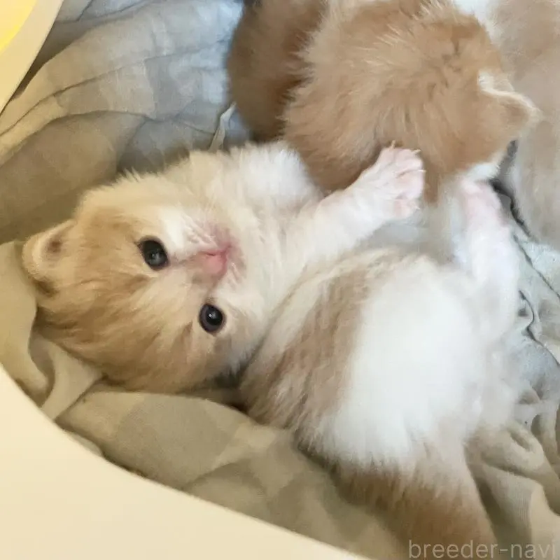 販売中の福岡県のマンチカン-136457