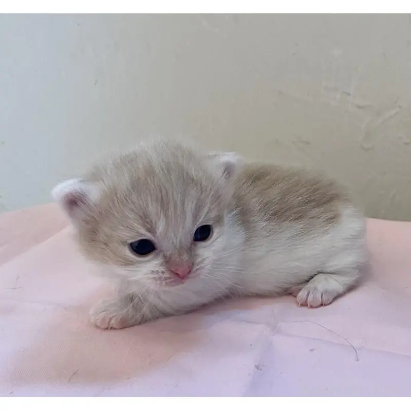 販売中の福岡県のマンチカン-136457の7枚目