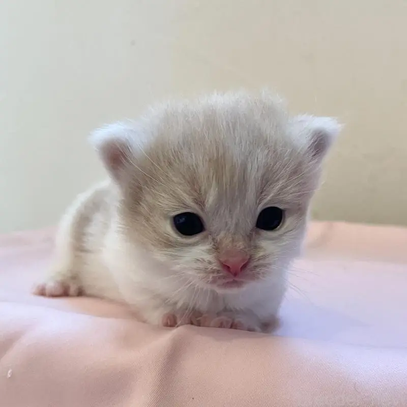 販売中の福岡県のマンチカン-136457の6枚目