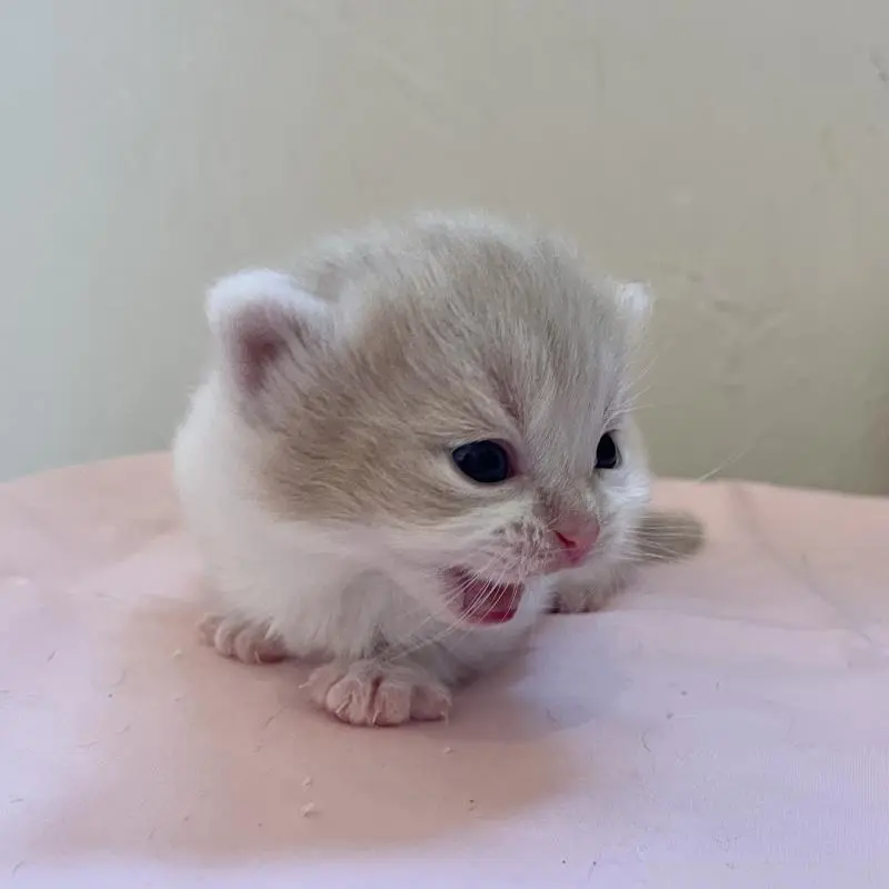 販売中の福岡県のマンチカン-136457の5枚目