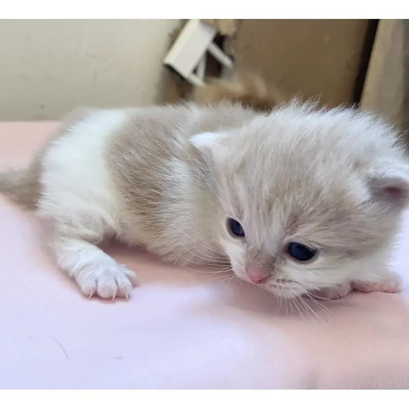 販売中の福岡県のマンチカン-136457の4枚目