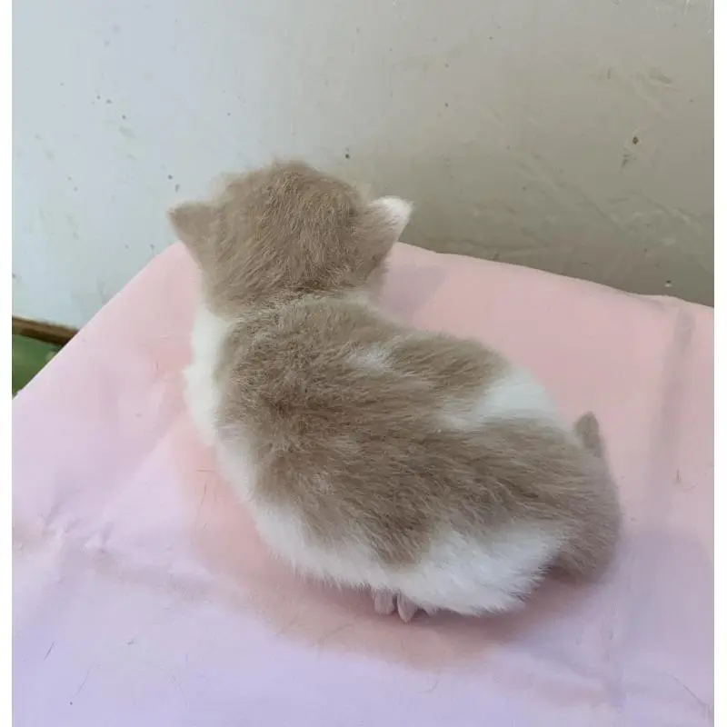 販売中の福岡県のマンチカン-136457の3枚目