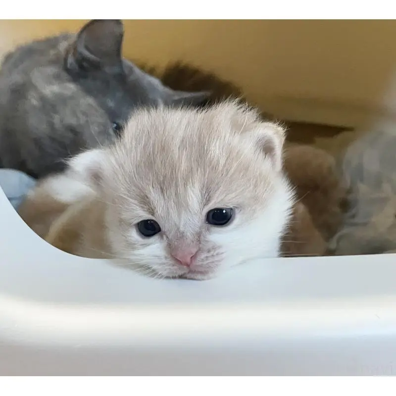 販売中の福岡県のマンチカン-136457の2枚目