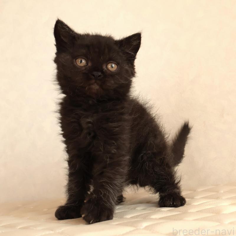 販売中の静岡県のセルカークレックス-134432の5枚目