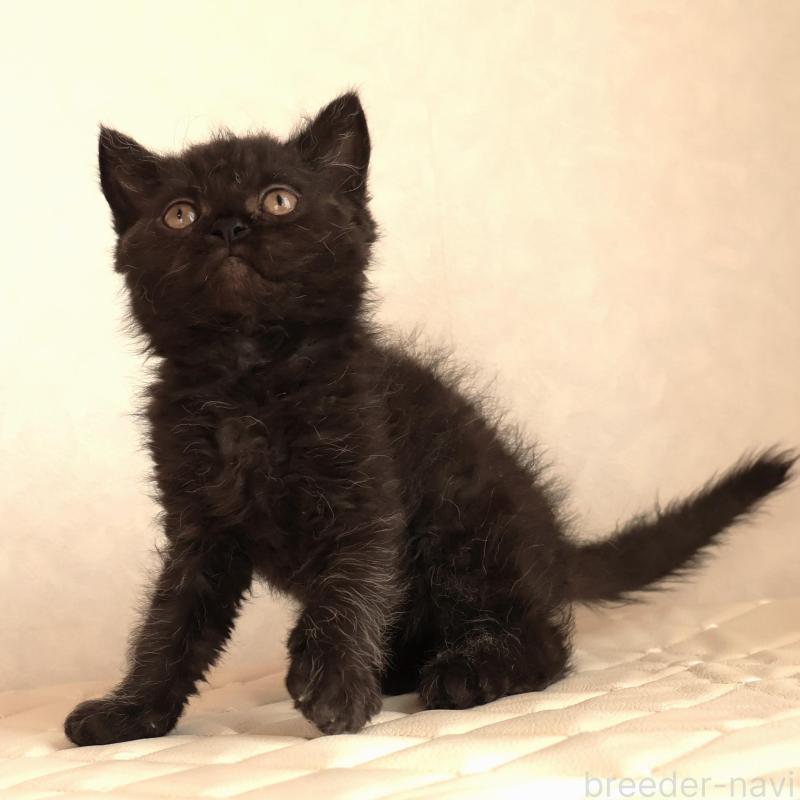 販売中の静岡県のセルカークレックス-134432の4枚目