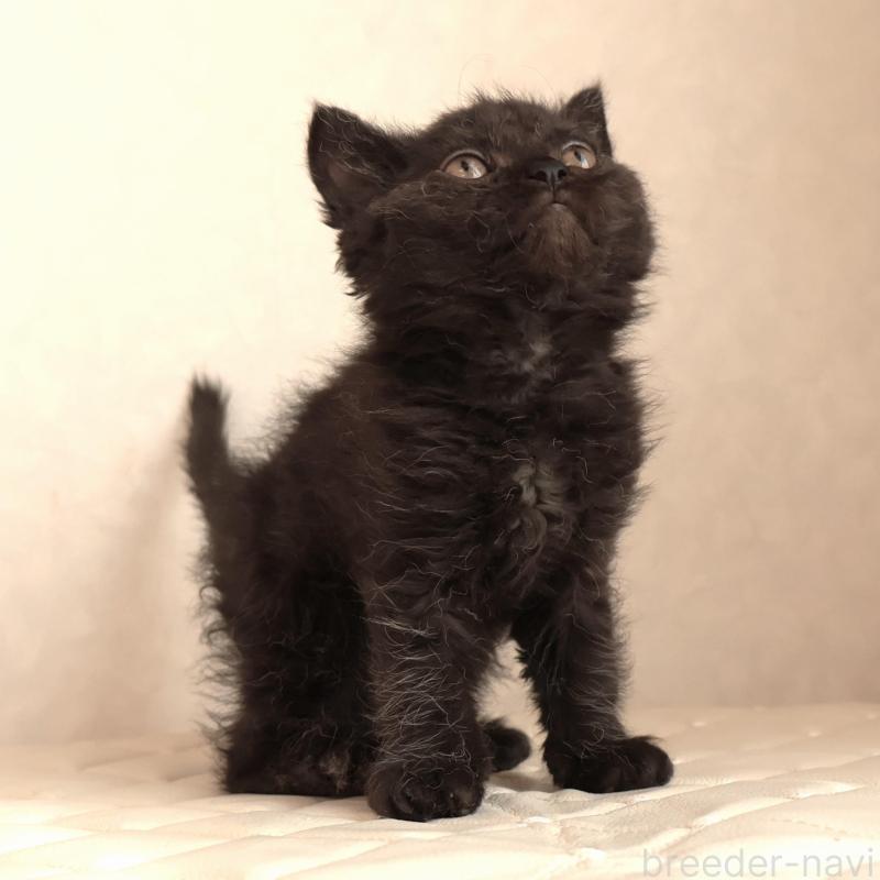 販売中の静岡県のセルカークレックス-134432の3枚目