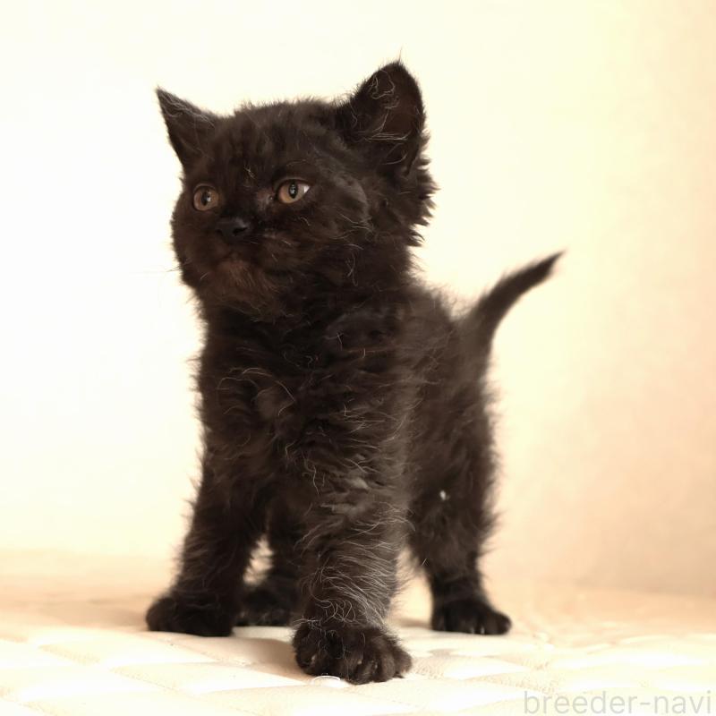 販売中の静岡県のセルカークレックス-134432の2枚目