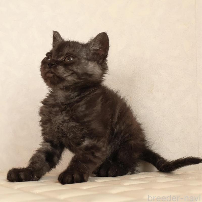 販売中の静岡県のセルカークレックス-134431