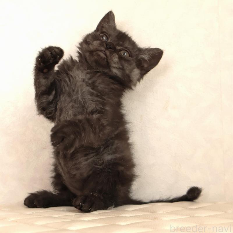 販売中の静岡県のセルカークレックス-134431の3枚目