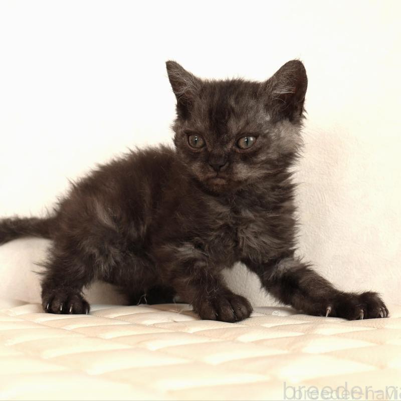 販売中の静岡県のセルカークレックス-134431の2枚目