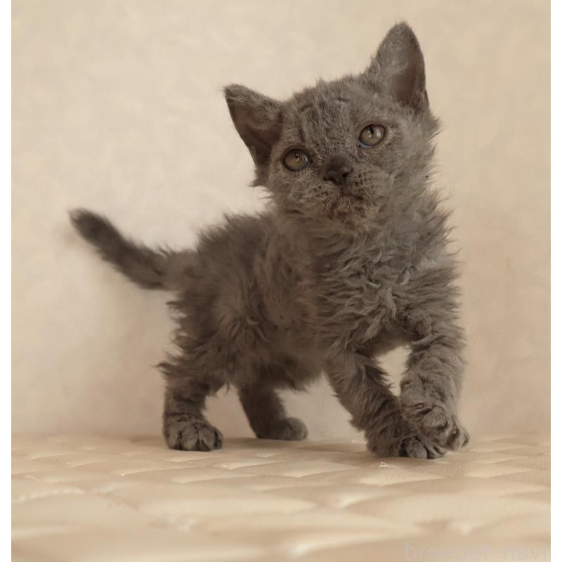 販売中の静岡県のセルカークレックス-134429の4枚目