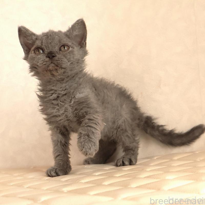 販売中の静岡県のセルカークレックス-134429の3枚目