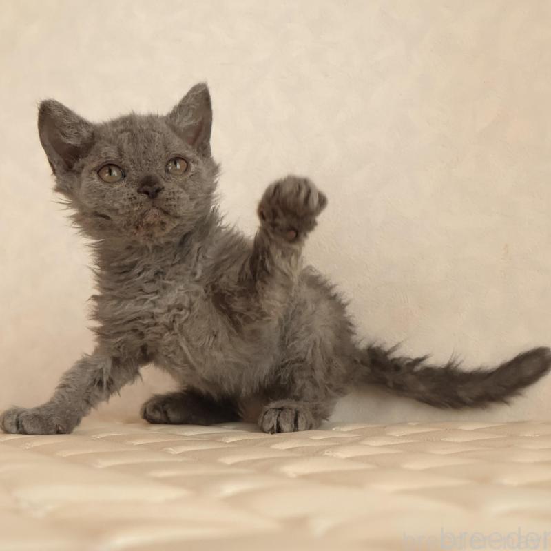 販売中の静岡県のセルカークレックス-134429の2枚目