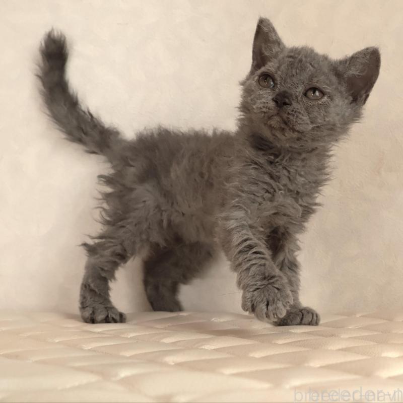 販売中の静岡県のセルカークレックス-134429