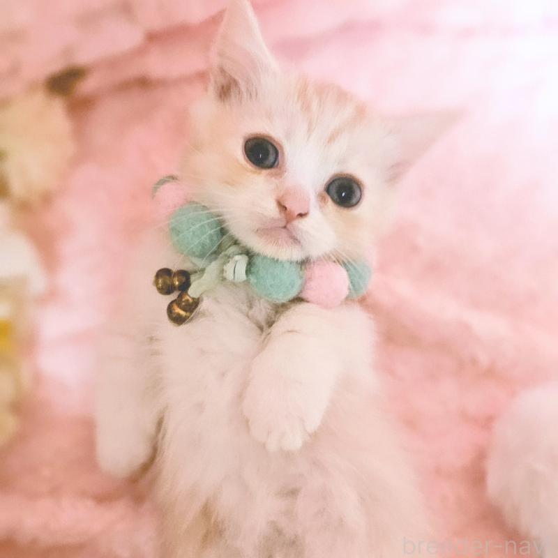 販売中の茨城県のミヌエット(短足)-136458の19枚目