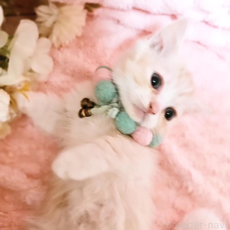 販売中の茨城県のミヌエット(短足)-136458の18枚目