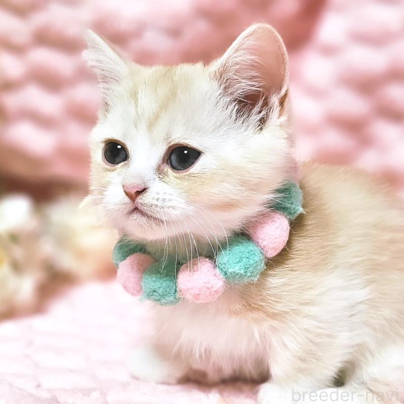 販売中の茨城県のミヌエット(短足)-136458の17枚目